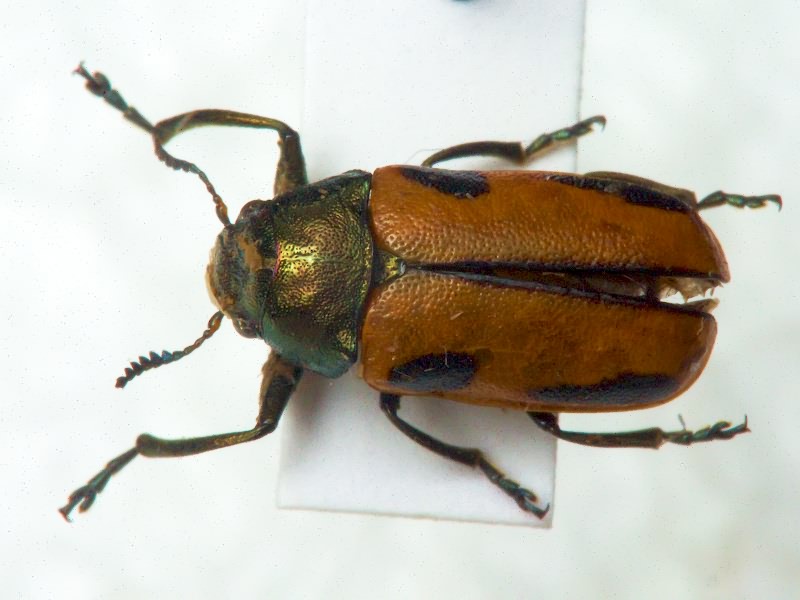 Labidostomis hebraea (Lacordaire, 1848)